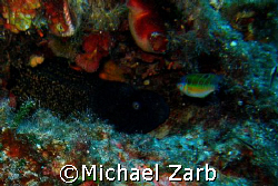 A large moray eal on wall off the Cirkewwa point. Only in... by Michael Zarb 